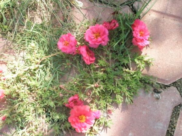 Name:  P9110933 (600 x 450).jpg
Views: 1127
Size:  58.5 KB