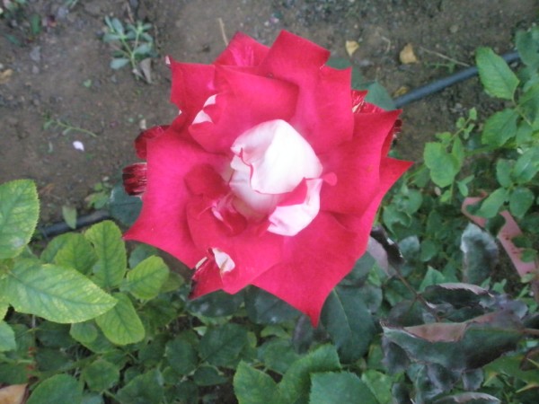Name:  P9110937 (600 x 450).jpg
Views: 1118
Size:  65.3 KB
