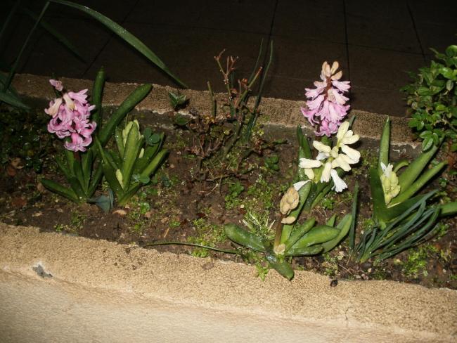 Name:  P1010001a.jpg
Views: 440
Size:  63.4 KB