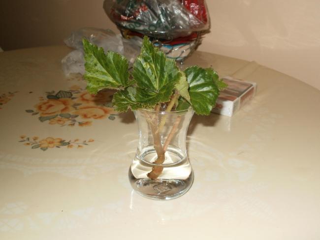 Name:  P1010009a.jpg
Views: 550
Size:  28.4 KB