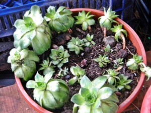 Name:  DSCN9023.JPG
Views: 721
Size:  66.0 KB