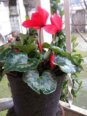 Name:  DSCN9038.JPG
Views: 812
Size:  66.3 KB