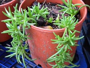 Name:  DSCN9024.JPG
Views: 980
Size:  68.1 KB