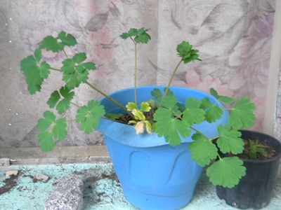 Name:  DSCN9034.JPG
Views: 875
Size:  65.8 KB