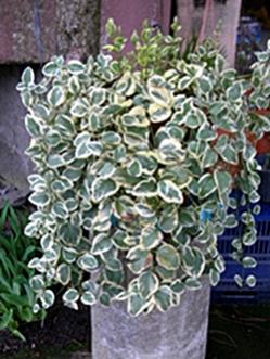 Name:  DSCN9036.jpg
Views: 1066
Size:  23.7 KB