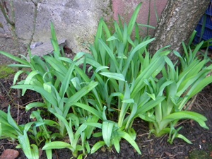 Name:  DSCN9037.JPG
Views: 1146
Size:  65.9 KB