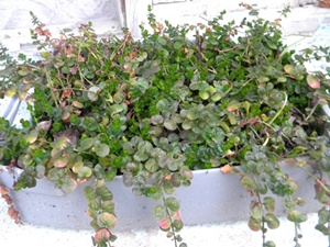 Name:  DSCN9039.JPG
Views: 810
Size:  67.4 KB