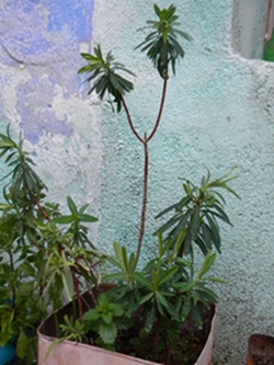 Name:  DSCN9041.JPG
Views: 783
Size:  63.9 KB