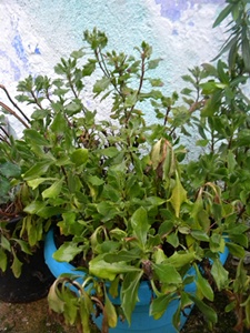 Name:  DSCN9042.JPG
Views: 819
Size:  69.0 KB