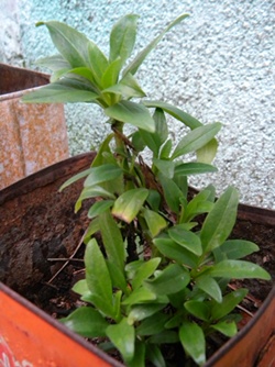 Name:  DSCN9040.JPG
Views: 877
Size:  65.6 KB