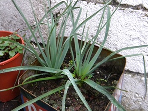 Name:  DSCN9032.JPG
Views: 486
Size:  66.6 KB