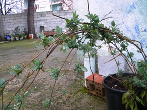 Name:  DSCN9043.JPG
Views: 440
Size:  63.4 KB