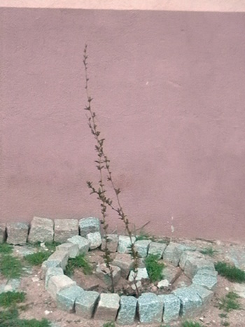 Name:  DSCN9074.JPG
Views: 473
Size:  66.2 KB
