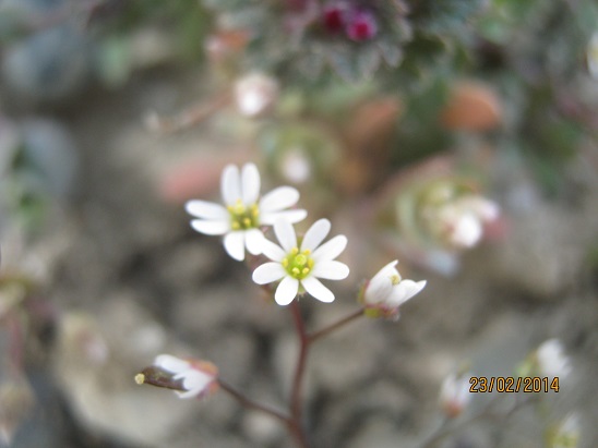 Name:  kr .1.jpg
Views: 944
Size:  53.5 KB