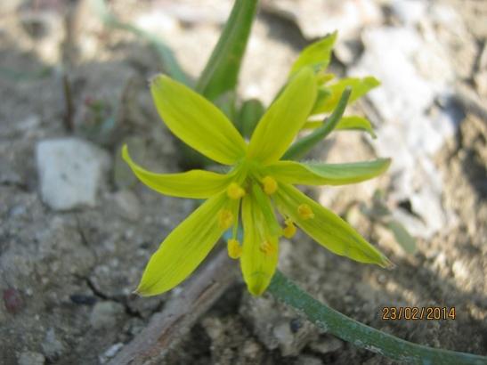Name:  gagea sp..jpg
Views: 955
Size:  28.6 KB