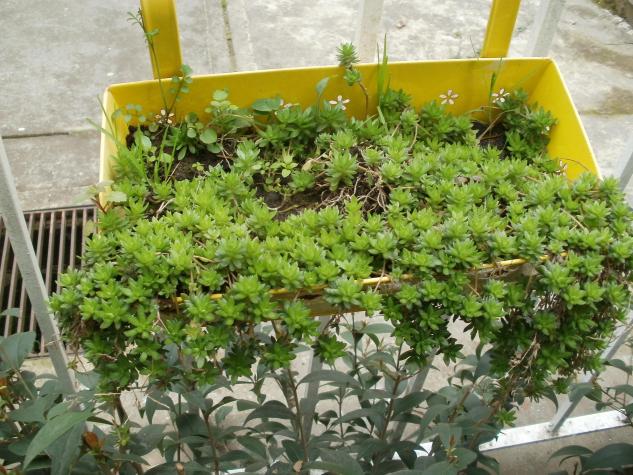 Name:  P1010056a.jpg
Views: 338
Size:  71.0 KB
