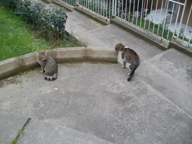 Name:  P1010035a.jpg
Views: 355
Size:  56.3 KB
