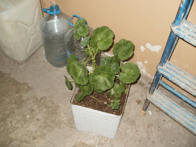 Name:  P1010077a.jpg
Views: 706
Size:  45.1 KB