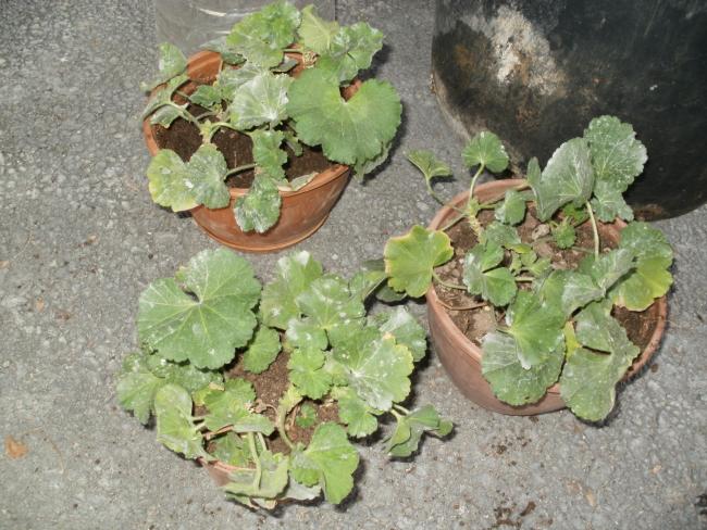 Name:  P1010080a.jpg
Views: 662
Size:  65.5 KB