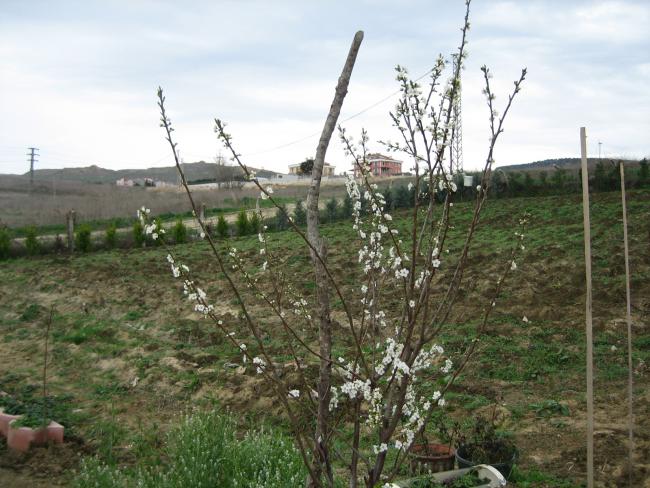 Name:  bahe 001.jpg
Views: 925
Size:  60.5 KB