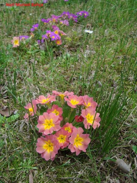 Name:  Nuri Murvet Bahe (Primula) uha.jpg
Views: 2040
Size:  77.0 KB