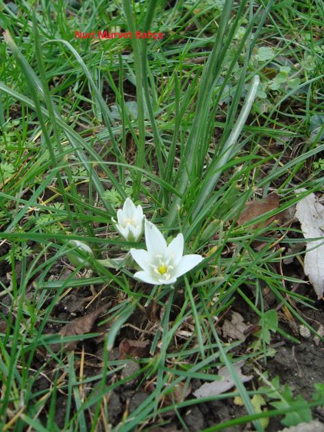 Name:  Nuri Murvet Bahe Ornithogalum oligophyllum Ak Yldz..jpg
Views: 2203
Size:  78.3 KB