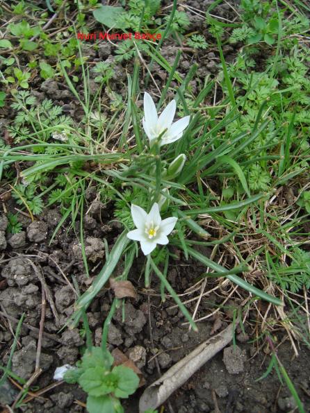 Name:  Nuri Murvet Bahe Ornithogalum oligophyllum Ak Yldz.jpg
Views: 2091
Size:  77.9 KB