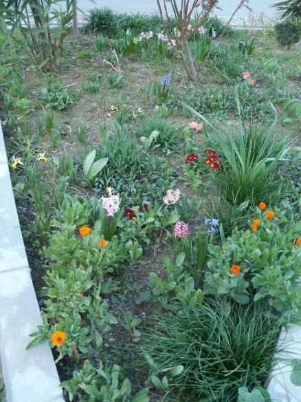 Name:  P1010117a.jpg
Views: 594
Size:  73.0 KB