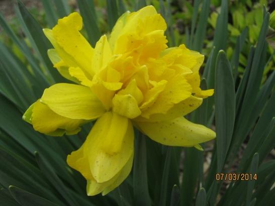 Name:  sar2.jpg
Views: 1012
Size:  25.8 KB