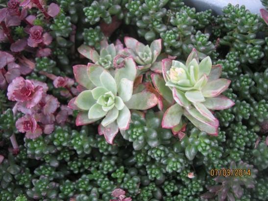 Name:  sedum.jpg
Views: 1097
Size:  46.7 KB