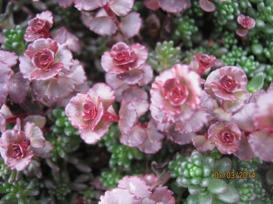 Name:  sedum1.jpg
Views: 1105
Size:  41.3 KB