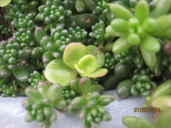 Name:  sedum2.jpg
Views: 1141
Size:  33.3 KB