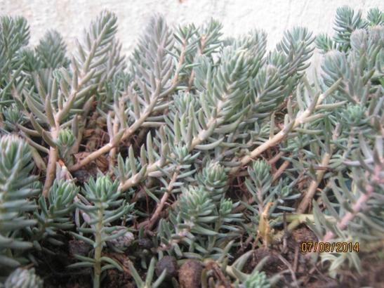 Name:  sedum3.jpg
Views: 1120
Size:  49.5 KB