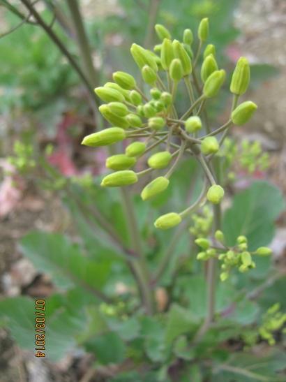 Name:  karalahana.jpg
Views: 863
Size:  27.1 KB