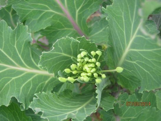 Name:  karalahana1.jpg
Views: 882
Size:  31.7 KB