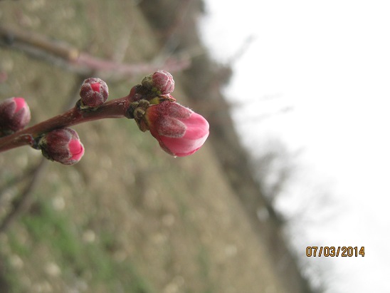Name:  eftali1.jpg
Views: 850
Size:  46.0 KB