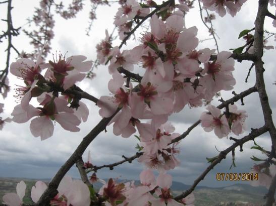 Name:  badem1.jpg
Views: 837
Size:  39.6 KB