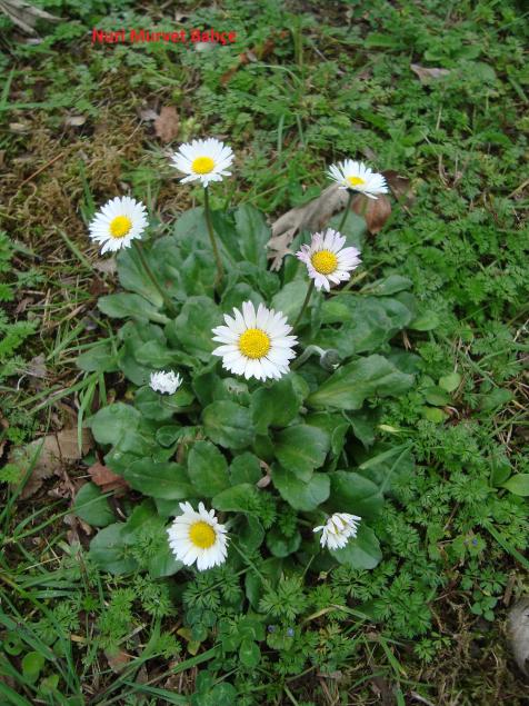 Name:  Nuri Murvet   Bahe       Bellis perennis - ayr papatyas..jpg
Views: 2414
Size:  76.9 KB