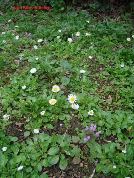 Name:  Nuri Murvet   Bahe       Bellis perennis - ayr papatyas.jpg
Views: 2069
Size:  77.0 KB