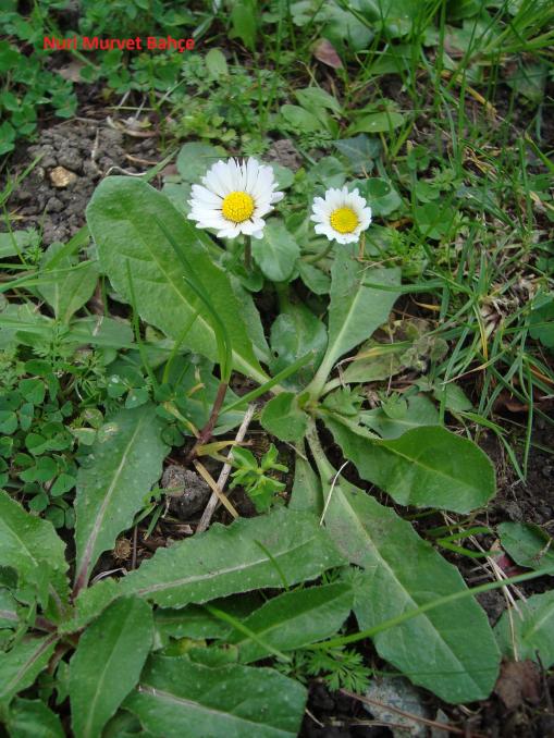 Name:  Nuri Murvet Bahe      Bellis perennis - ayr papatyas.jpg
Views: 2074
Size:  75.9 KB