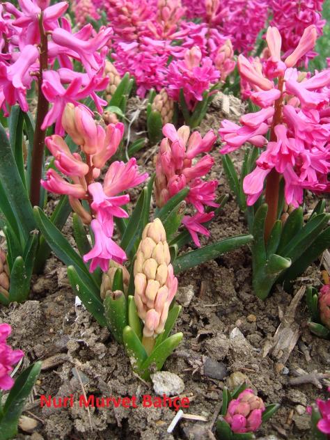Name:  Nuri Murvet   Bahe Smbl, Hyacinthus.jpg
Views: 2029
Size:  78.2 KB