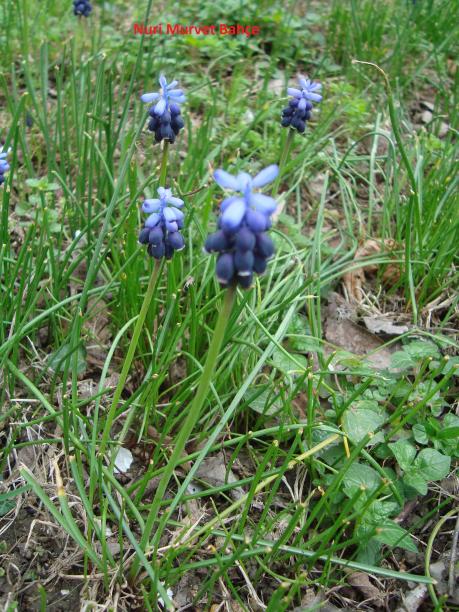 Name:  Nuri Murvet Bahe Muscari ..jpg
Views: 1995
Size:  79.4 KB