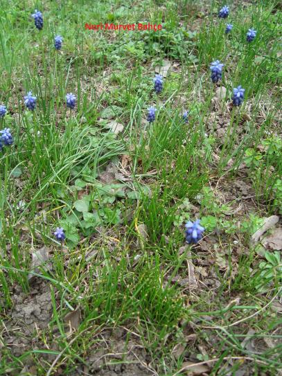 Name:  Nuri Murvet Bahe Muscari.jpg
Views: 2030
Size:  75.7 KB