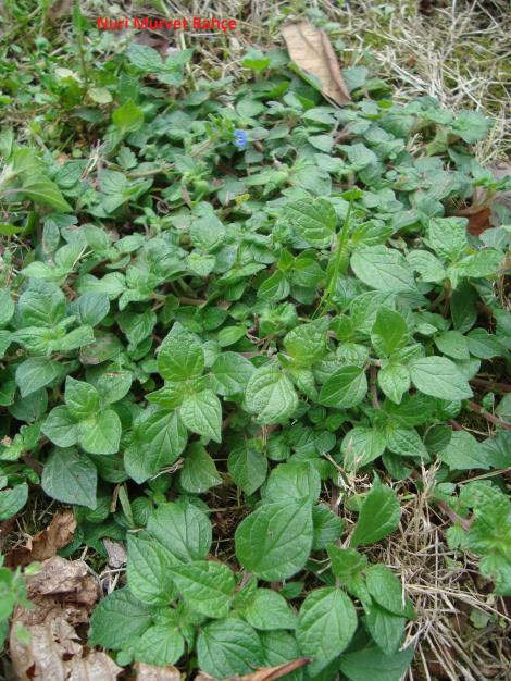 Name:  Nuri Murvet Bahe Parietaria officinalis.jpg
Views: 2293
Size:  77.3 KB