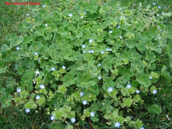 Name:  Nuri Murvet Bahe Veronica persica- Trifolium.jpg
Views: 2203
Size:  71.6 KB