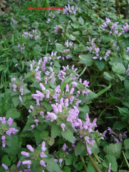 Name:  Nuri Murvet Bahe Lamium purpureum.jpg
Views: 1898
Size:  76.7 KB