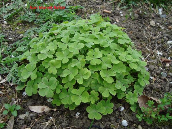 Name:  Nuri Murvet       Bahe   Eki yonca (Oxalis).jpg
Views: 6700
Size:  71.6 KB