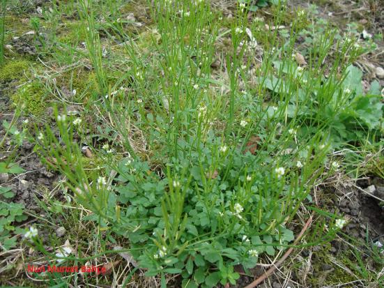 Name:  Nuri Murvet Bahe Yabani Tere -Lepidium sativum..jpg
Views: 4770
Size:  71.9 KB