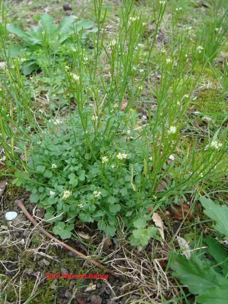 Name:  Nuri Murvet Bahe Yabani Tere -Lepidium sativum.jpg
Views: 2354
Size:  76.5 KB