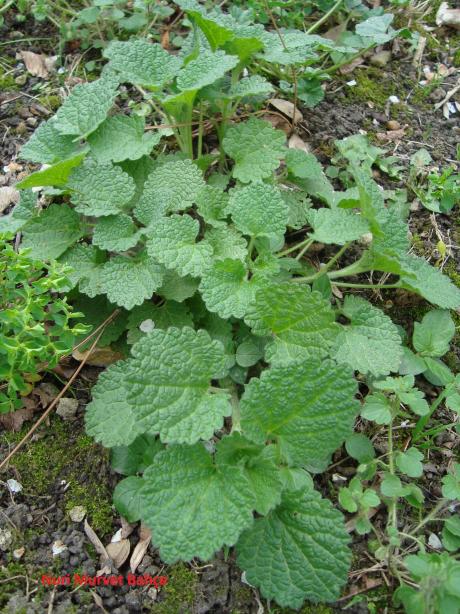 Name:  Nuri Murvet Bahe Glechoma hederacea - Yer Sarma.jpg
Views: 2405
Size:  76.3 KB
